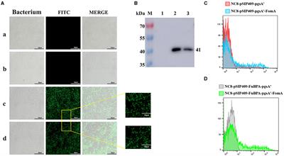 Lactobacillus plantarum surface-displayed FomA (Fusobacterium nucleatum) protein generally stimulates protective immune responses in mice